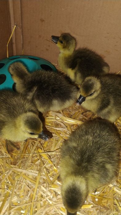 Продавам гъски и гъсета