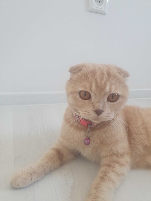 Продается кошка породы Скоттиш фолд