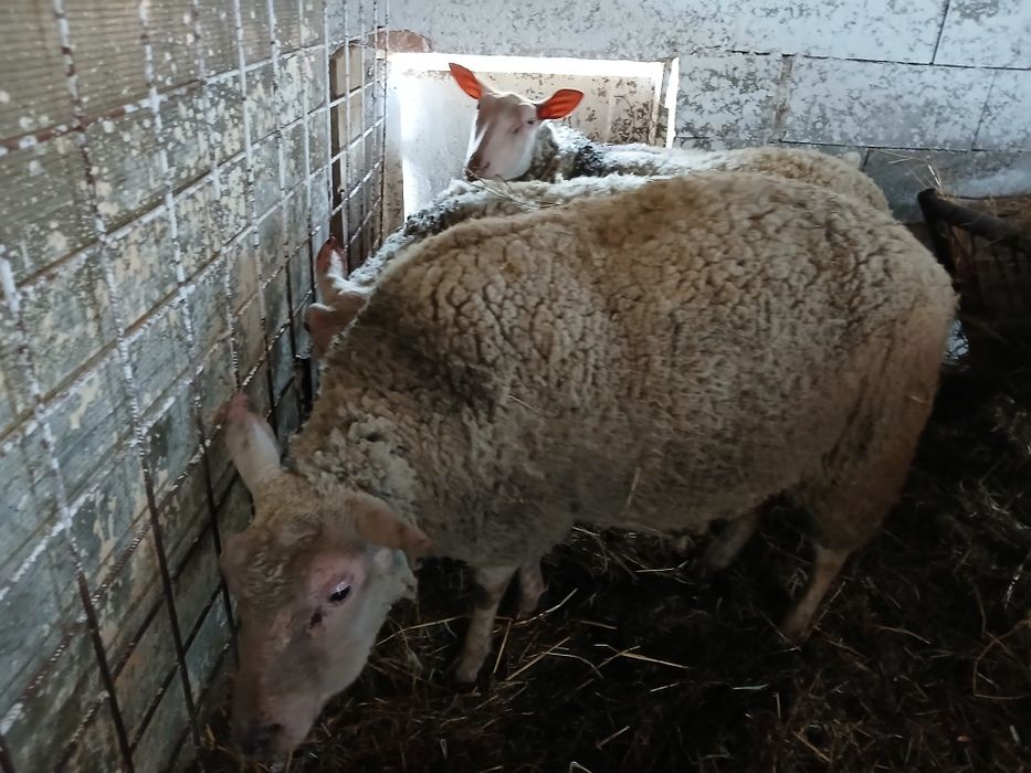 De vânzare m-ai multe detalii la telefon