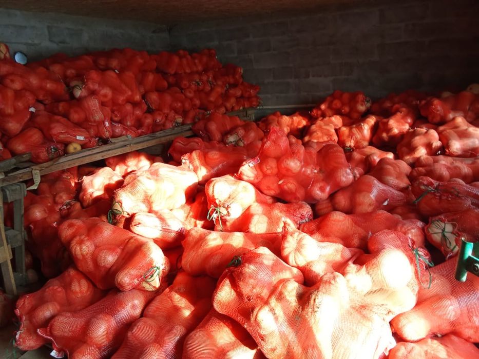 Асқабақ сатылады. сорт Матильда