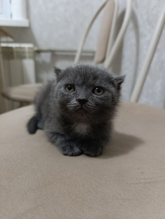 Котята  1,5 месяца недорого