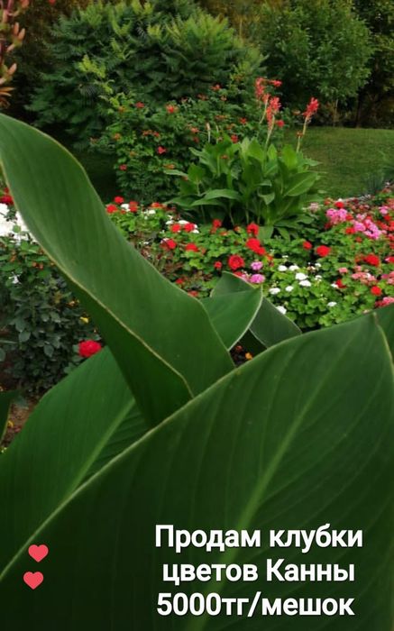 Продам Агава и Саженцы.