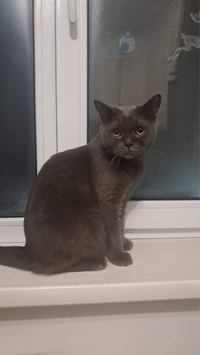 Два кота с питанием от нас!!!