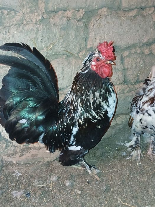 Таза Карлик қораздары