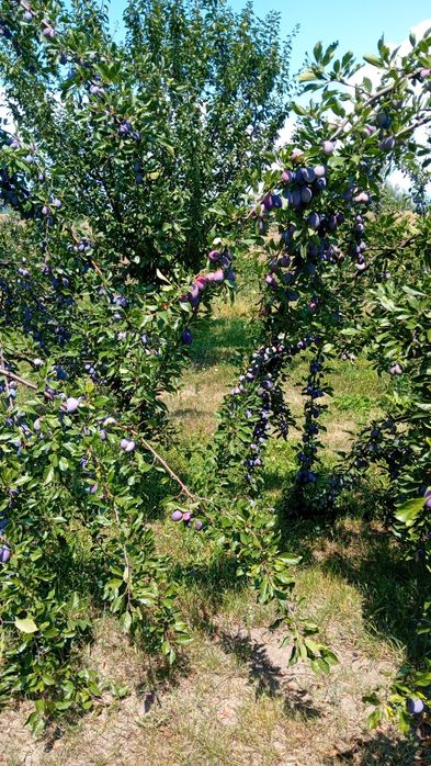 Prune pentru consum