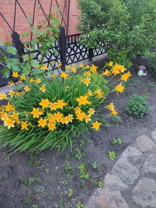 Лилейник сортовой крупноцветковый