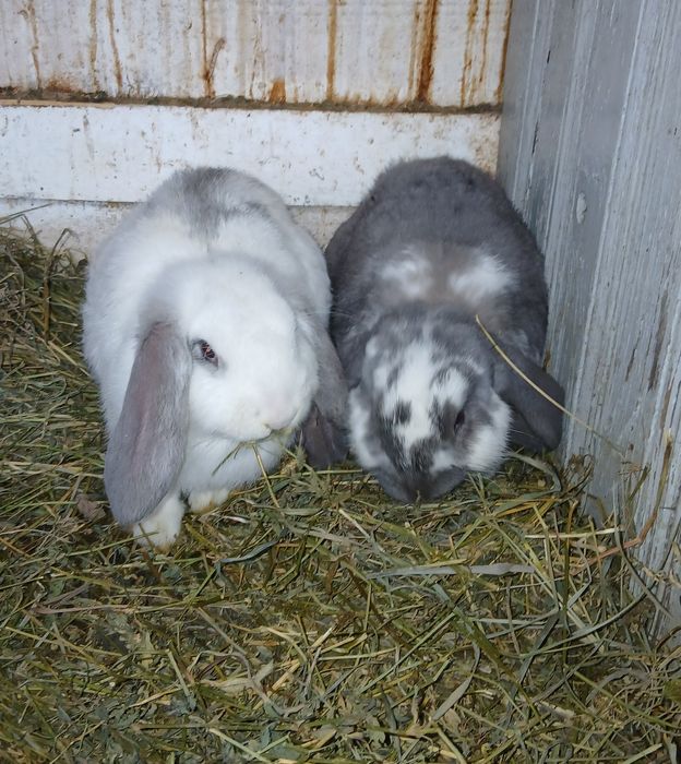 Vând masculi Berbec German!