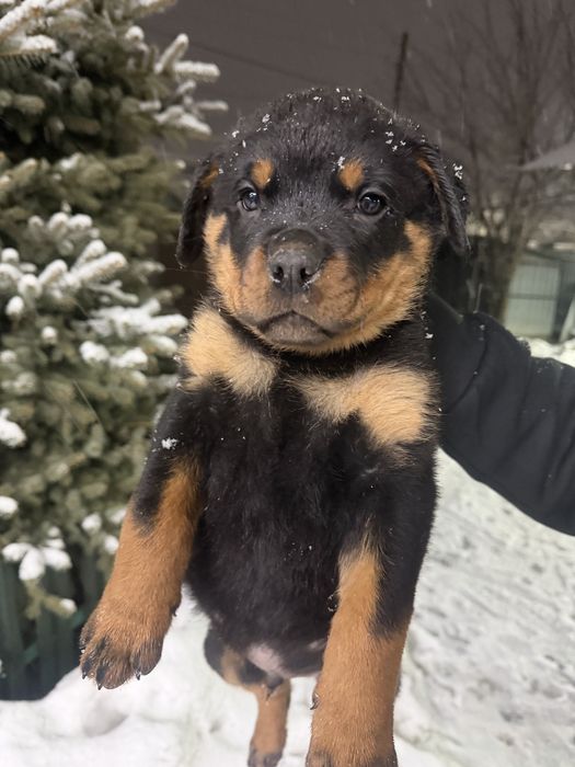 Продам щенков Ротвейлера