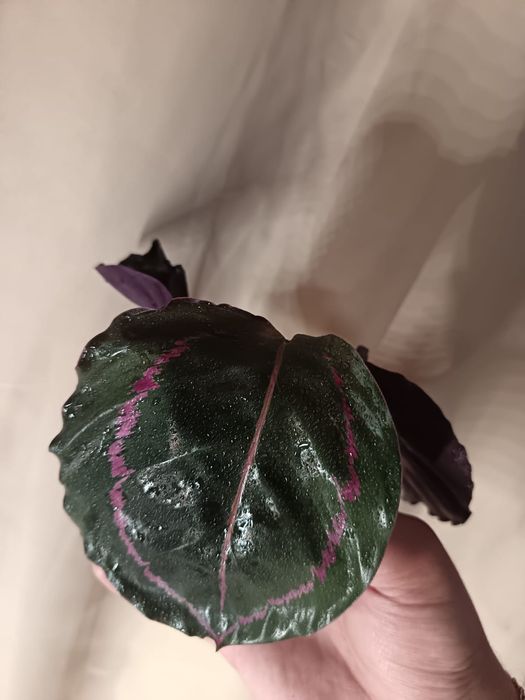 Продаю шикарный выбор цветов