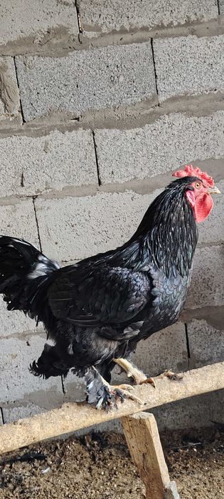 Yosh 9 oylik Uy xo'rozlari, xalol bo'rdoqiga boqilgan.