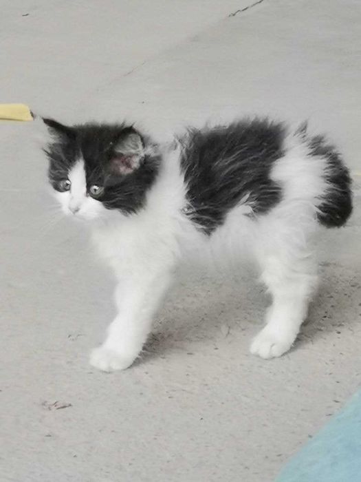 Котята  5 шт. родились 29 апреля