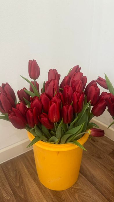 Тюльпаны по 250тг!!