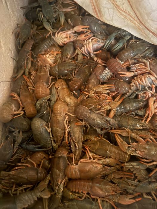 Продам раков живые и варёные