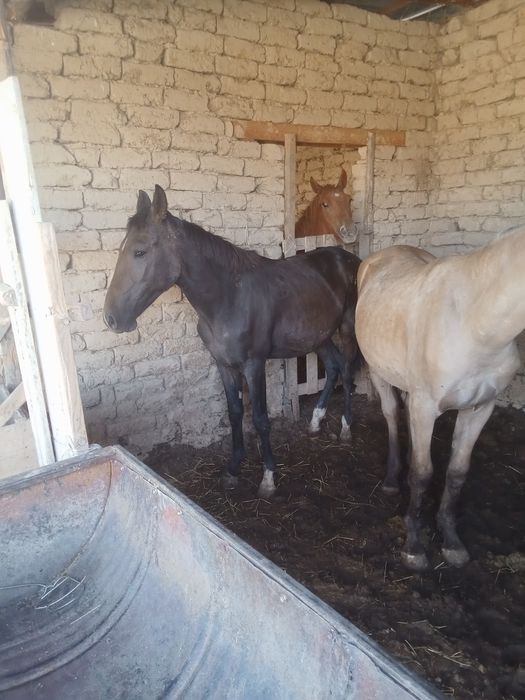 1.5жасар жылкылар сатамын