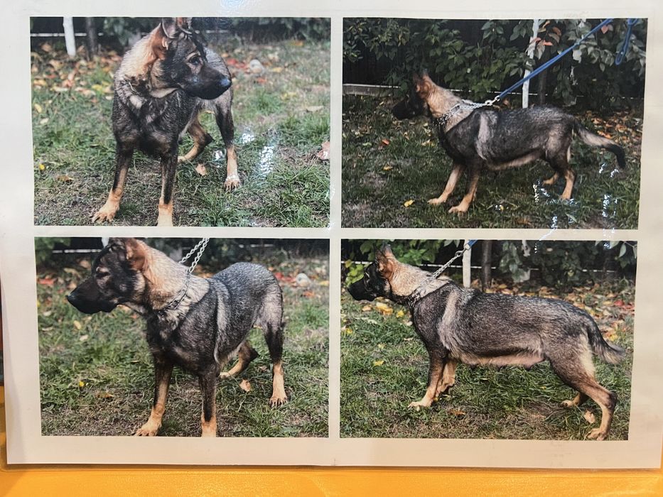 Ciobanesc German femela cu carte de origine romana