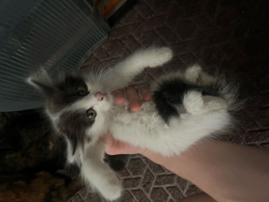 Отдам котят хорошие