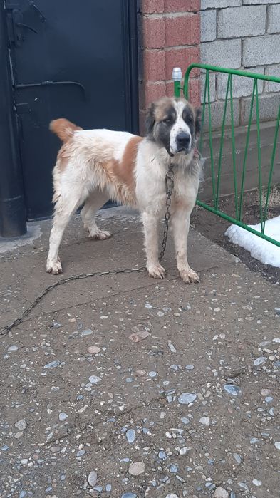 Алабай сатылады  срочно