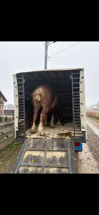 Vand sau schimb harmasar de 4 pe 5 ani