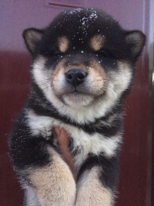 сибы разного окраса и возраста