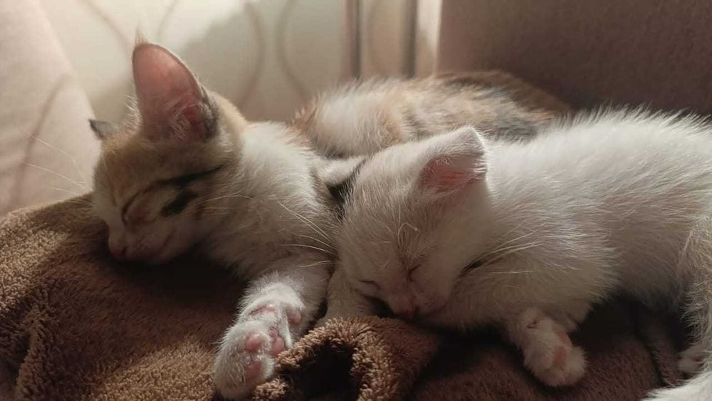 Котята 1,5 месяцев
