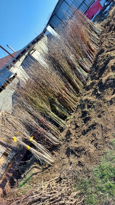 Продам саженцы итд