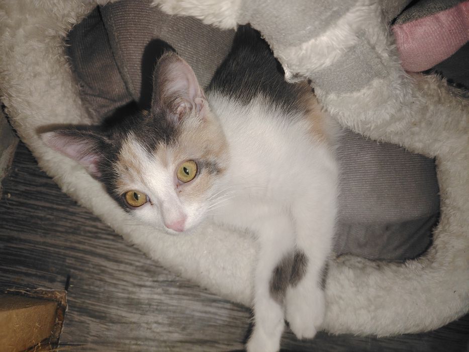 Отдам красивого котёнка (девочка)