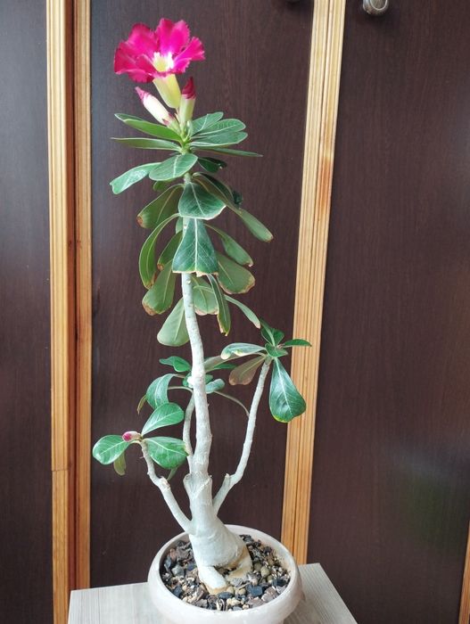 Цветущий адениум .