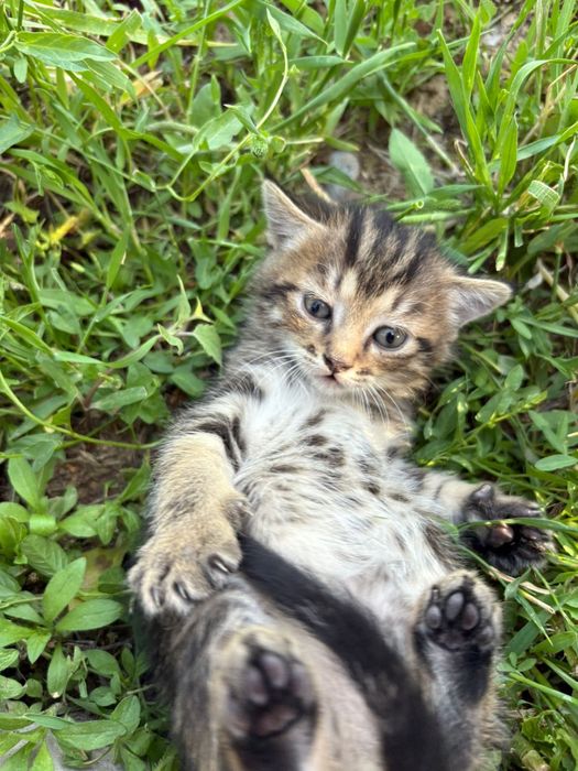 Котят отдам в добрые руки