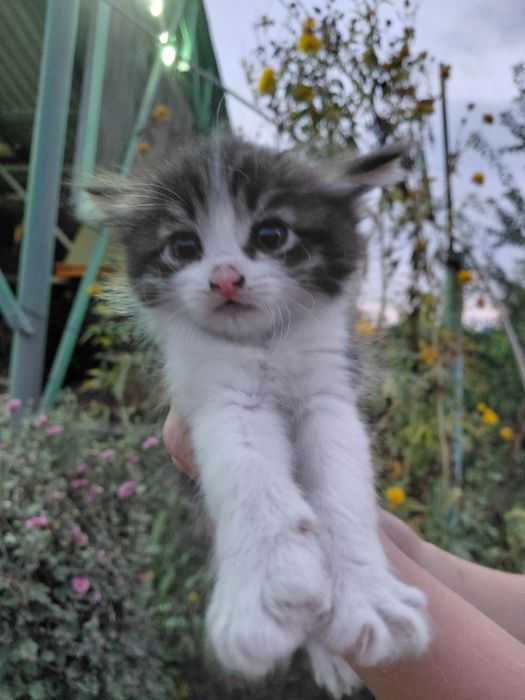 Котят очень милых отдадим в хорошие руки