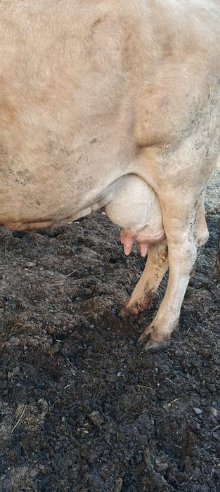 De vânzare vaca bălțată