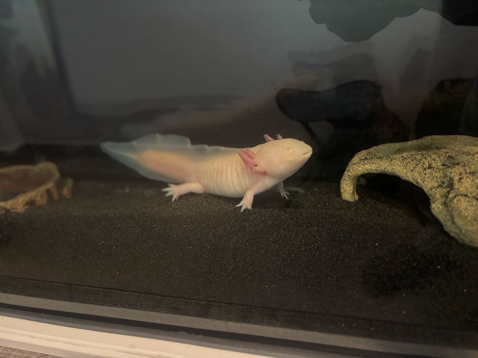 Axolotl cu acvariu de 100 l