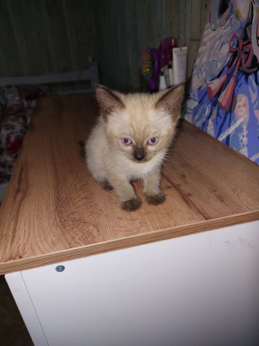 котята бесплатно