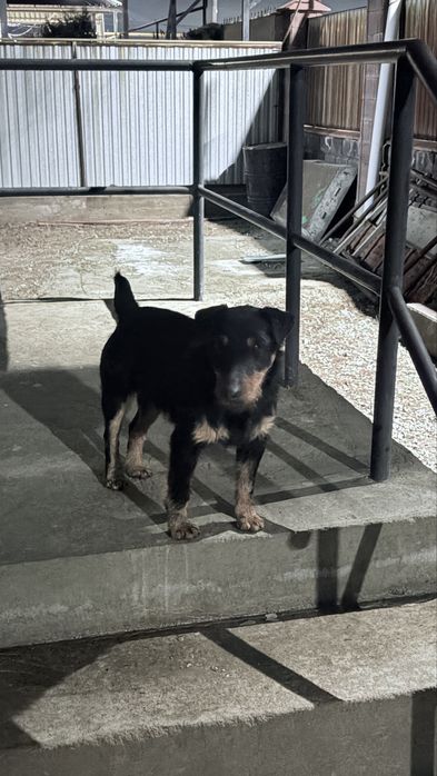 Ягдтерьер!!!для ВЯЗКА