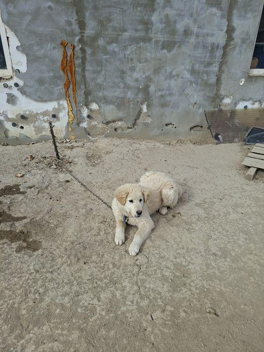 Тобет сатылады 6 айлык