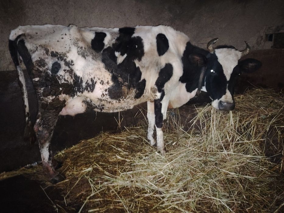 Vacă de vânzare sau schimb