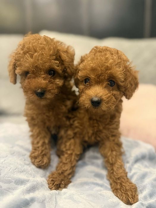 Той пудел//Пудел той