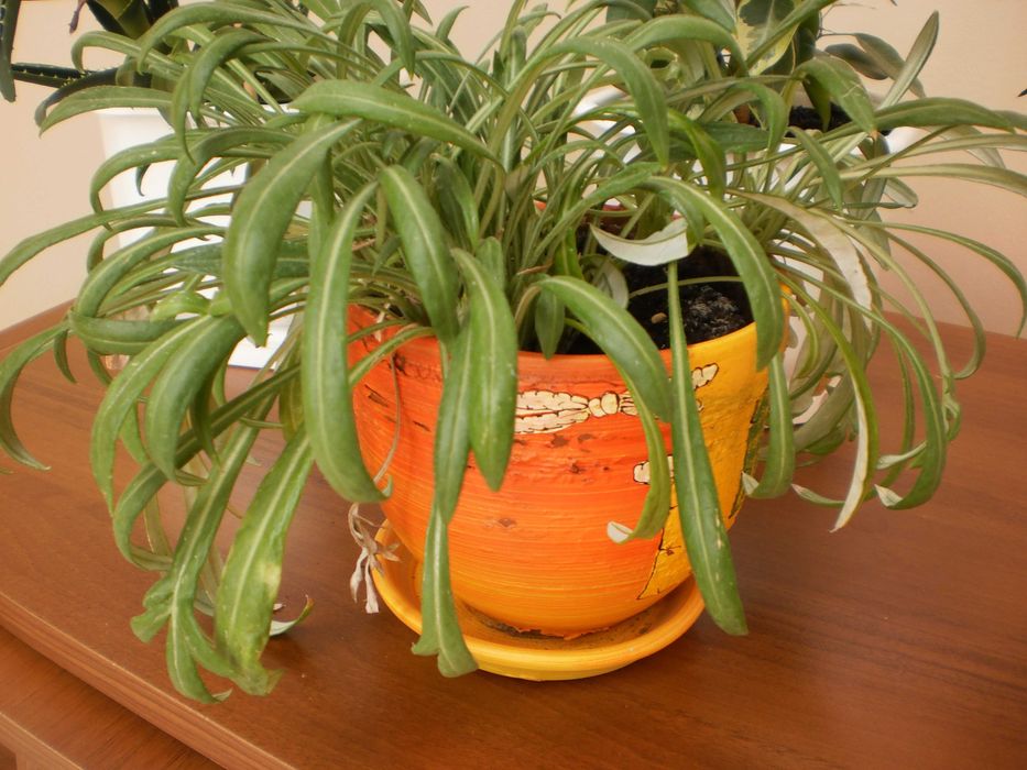 Olympus T-100 - 12 MPx