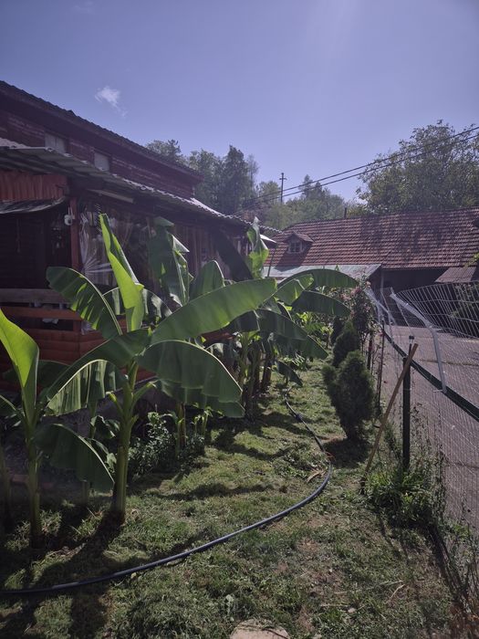 Vând  Bananieri diferite înălțimi.