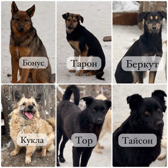 Собаки ищут семью