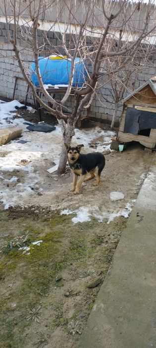 Продам собаку овчарка