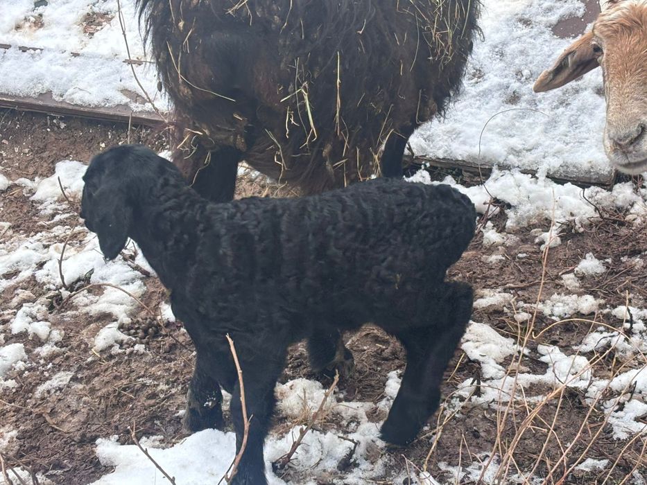 Қой сатылады.      .