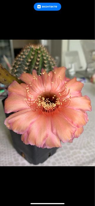 Кактусы , суккуленты