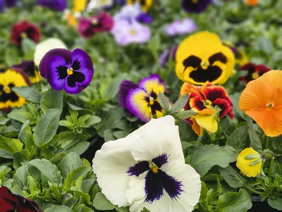 Теменужки едроцветни