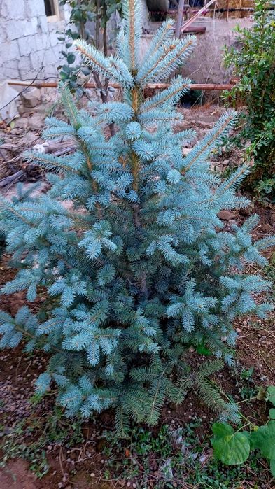 Yel archasi balandligi 1 metr