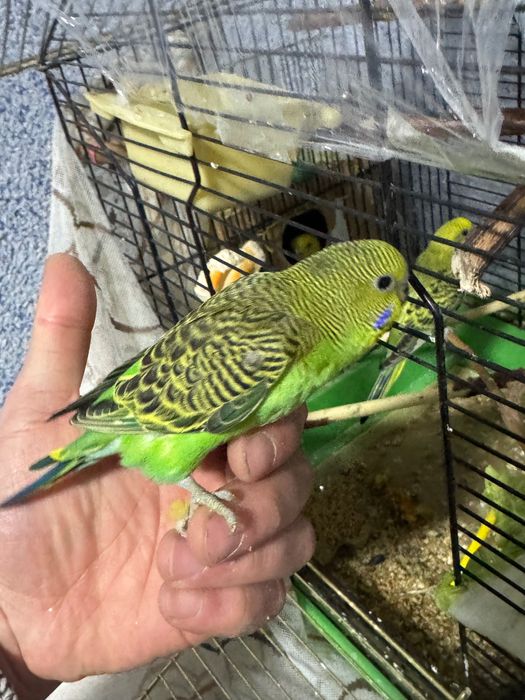 Папугай волнистый