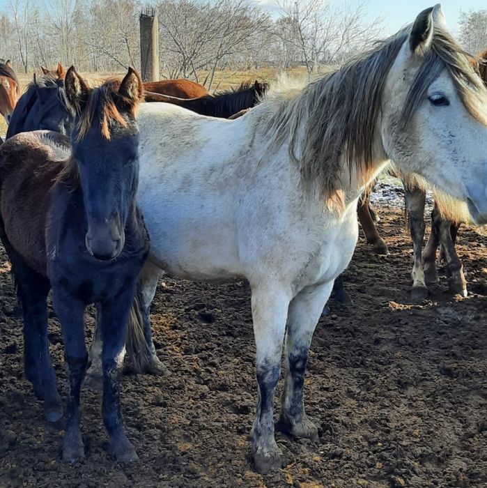 Продам кобылу сжеребенком