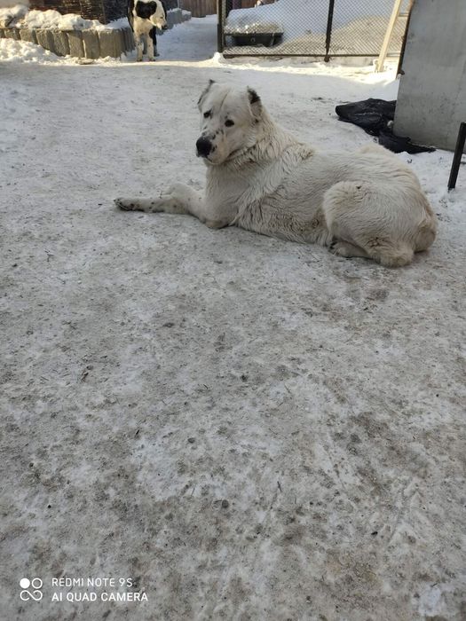 Собака САО Алабай