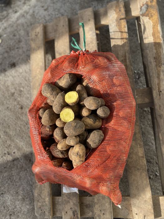 Картофель картошка