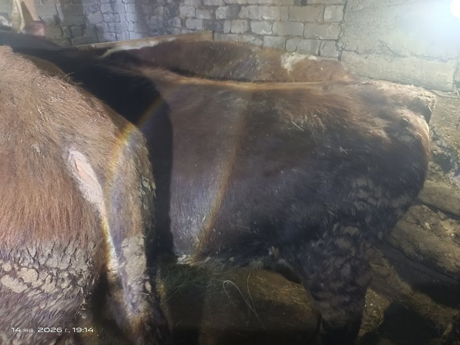 Продам быков на мясо