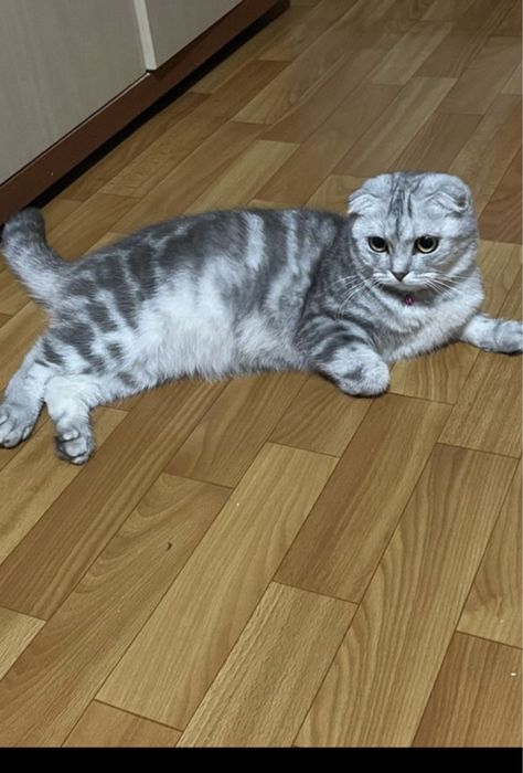 Шотланский веслоухий